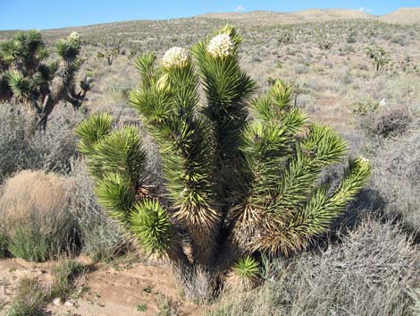 Joshua Tree (Yucca brevifolia)