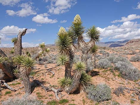 Eastern Joshua Tree (Yucca brevifolia jaegeriana)