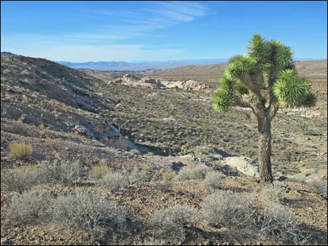 Eastern Joshua Tree (Yucca brevifolia jaegeriana)