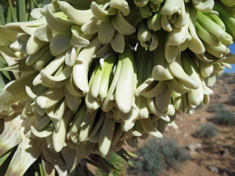 Eastern Joshua Tree (Yucca brevifolia jaegeriana)