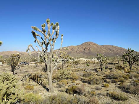 Eastern Joshua Tree (Yucca brevifolia jaegeriana)