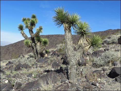 Joshua Tree (Yucca brevifolia)