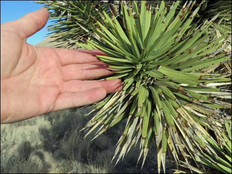 Eastern Joshua Tree (Yucca brevifolia jaegeriana)