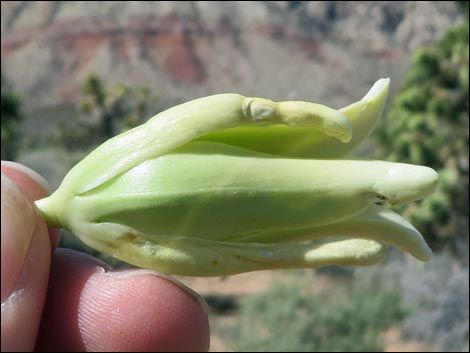 Eastern Joshua Tree (Yucca brevifolia jaegeriana)