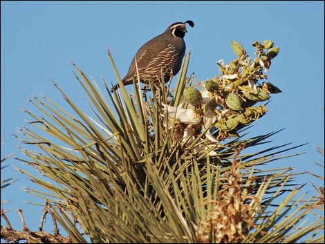 Western Joshua Tree (Yucca brevifolia)