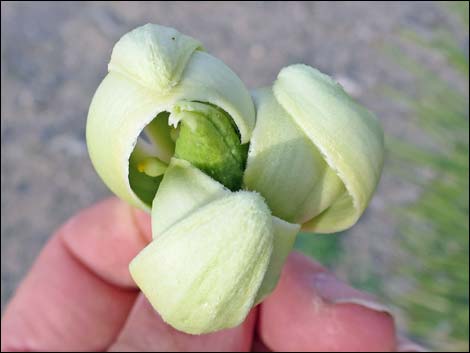 Western Joshua Tree (Yucca brevifolia)