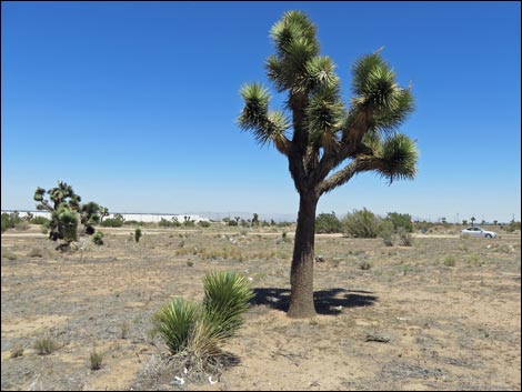 Western Joshua Tree (Yucca brevifolia)