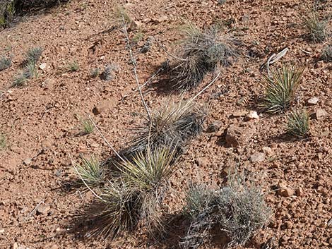 Spanish Bayonet (Yucca harrimaniae)