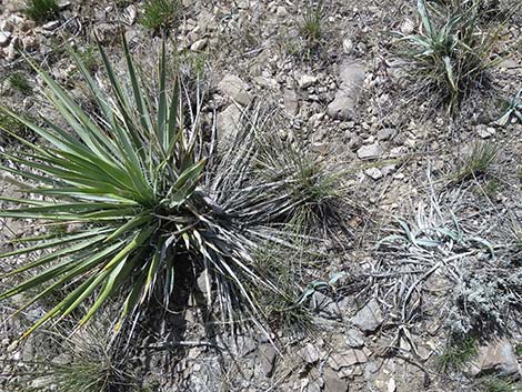 Spanish Bayonet (Yucca harrimaniae)