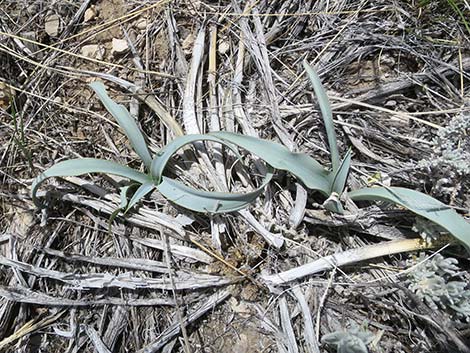 Spanish Bayonet (Yucca harrimaniae)