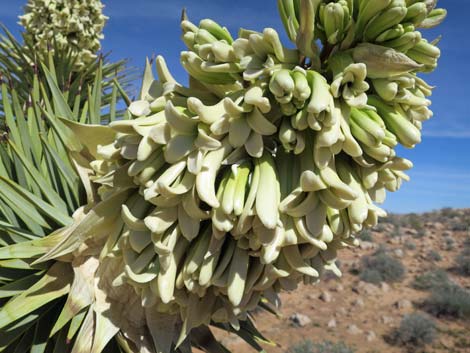 Eastern Joshua Tree (Yucca jaegeriana)