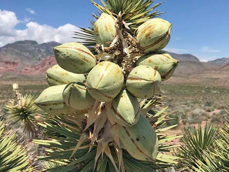 Eastern Joshua Tree (Yucca jaegeriana)