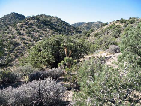 South McCullough Wilderness Area