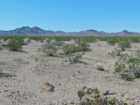 Nellis Wash