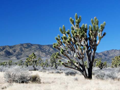 Wee Thump Joshua Tree Wilderness Area