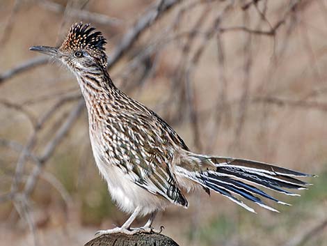Roadrunner Bird Facts  Geococcyx californianus, Geococcyx velox