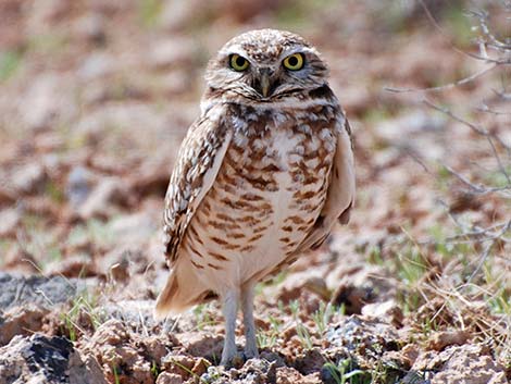 map of western burrowing owls are found where in texas