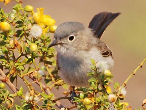 Corkscrew SIGHTINGS: Blue-gray gnatcatcher is a dainty but fierce little  bird - Spotlight News Magazine