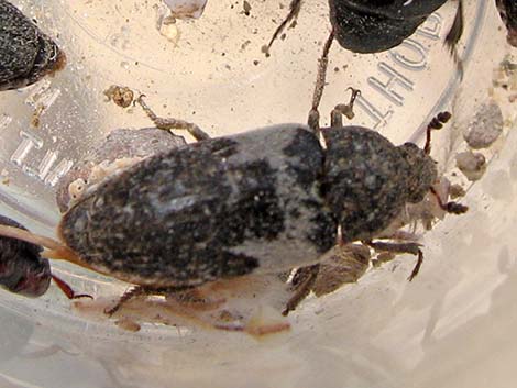 Skin Beetles (Dermestidae)
