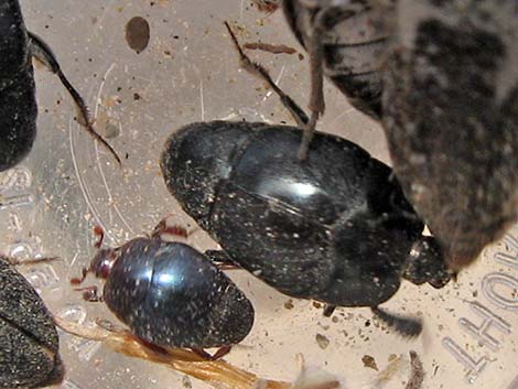 Black Burying Beetles (Nicrophorus nigrita)