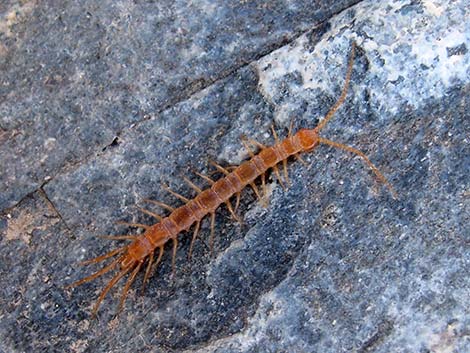 Centipedes (Class Chilopoda)