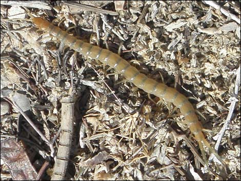 Tiger Centipede (Scolopendra polymorpha)