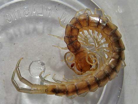 Centipedes (Class Chilopoda)