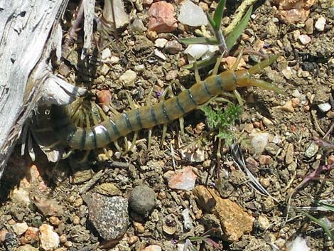 Tiger Centipede (Scolopendra polymorpha)