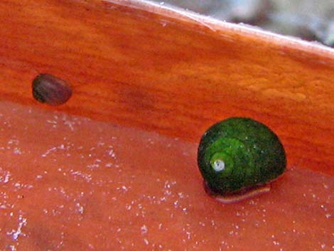 Moapa Pebblesnail (Pyrgulopsis avernalis)
