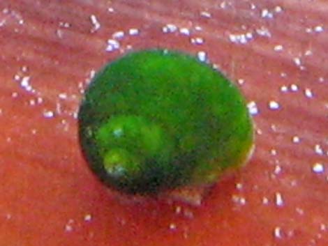 Moapa Pebblesnail (Pyrgulopsis avernalis)