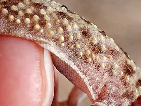 Mediterranean House Gecko (Hemidactylus turcicus)