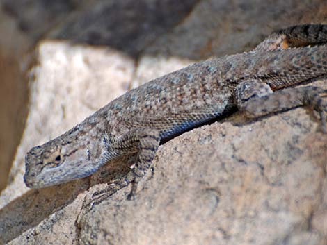 Great Basin Fence Lizard (Sceloporus occidentalis)