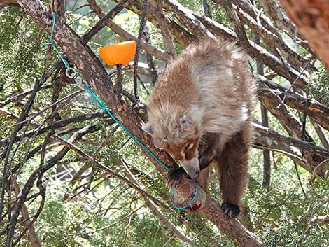 White-nosed Coati (Nasua narica)