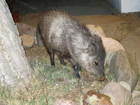 Collared Peccary, Javelina (Pecari tajacu)