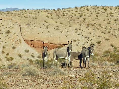 Wild Burro - donkey - DesertUSA