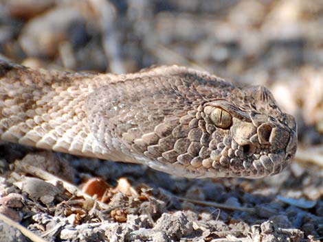 western diamondback rattlesnake head