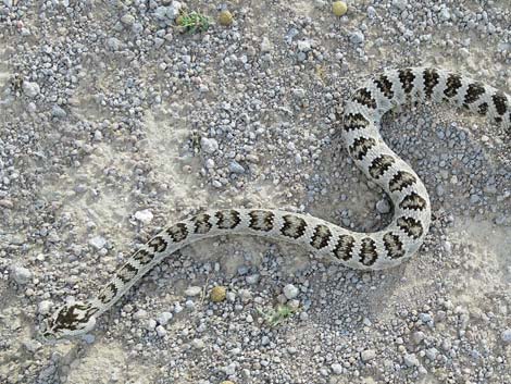 great basin rattlesnake range