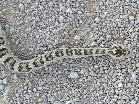 Western Rattlesnake (Crotalus oreganus lutosus)
