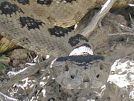 Western Rattlesnake (Crotalus oreganus lutosus)