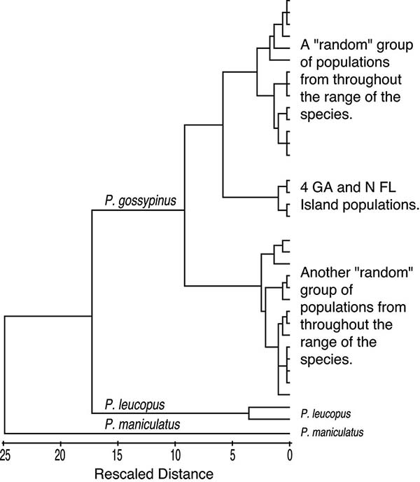 Phenogram of three Peromyscus species